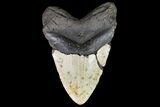 Fossil Megalodon Tooth - + Foot Shark #75533-1